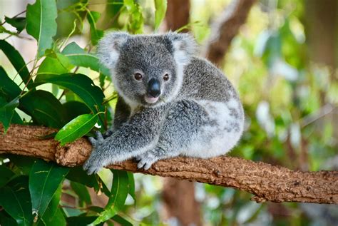Koala fiender